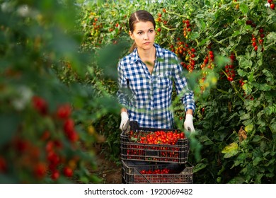Seasonal work in greenhouse, female farmer carrying box with picked ripe cherry tomatoes
