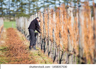 A Seasonal Worker Prunes And Ties Grapes In Winter On A Vineyard In Canterbury, New Zealand