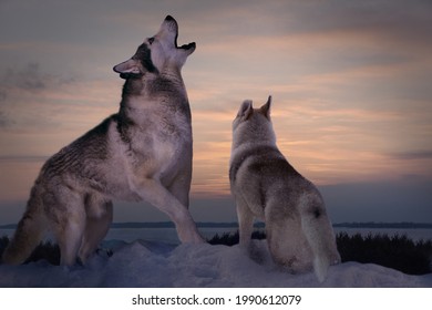 A Seasoned Adult Predator Wolf Teaches His Wolf Pup To Howl At Sunset On A Winter Day On The Banks Of A Frozen River 