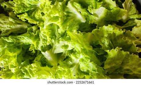 Seasoned lettuce ready to be served. - Shutterstock ID 2252671661