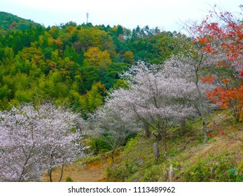 Seasons cherry tree