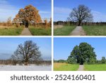 the seasons. oak in the field in spring, summer, autumn, winter. a collage of 4 seasons. changes in nature