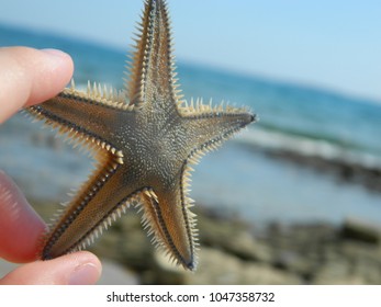 Seastar,