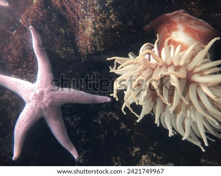 Seastar and anemone stuck to a rock in the ocean