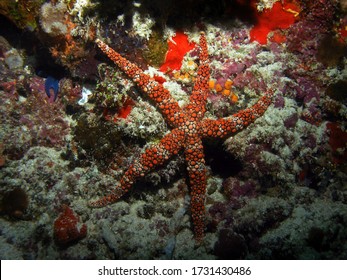 Seastar In Arabian Sea, Baa Atoll, Maldives, Underwater Photograph