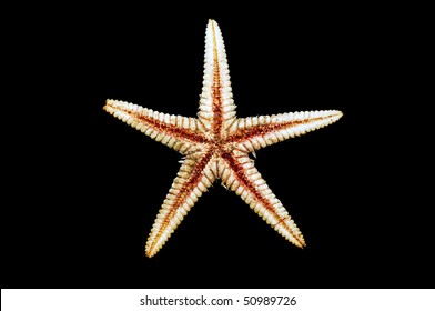 Sea-star Endoskeleton On A Black Background