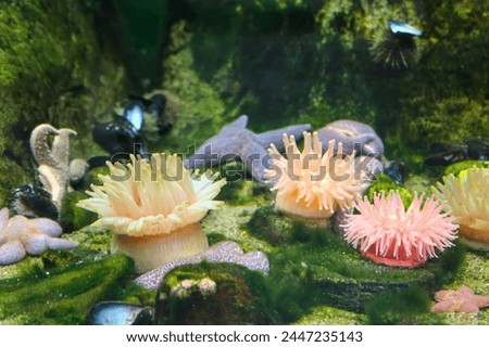 Seastars and anemones stuck to a rock in the ocean aquarium