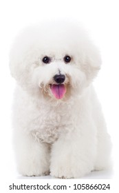 seated bichon frise puppy dog on a white background