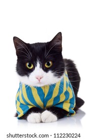 Seated Black And White Cat Wearing Clothes And Looking At The Camera On White Background