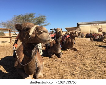 Seated Camels Row Stock Photo 1024533760 | Shutterstock