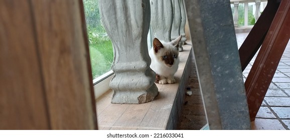 Seated Cat, Curious Kitten, Cute Cat, Adorable Eyes, Blue Eyes, White Kitten, Tiger Kitten