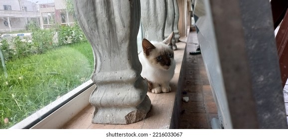 Seated Cat, Curious Kitten, Cute Cat, Adorable Eyes, Blue Eyes, White Kitten, Tiger Kitten