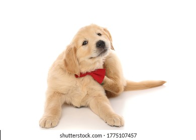 Seated Golden Retriever Dog Scratching Himself Due To A Nasty Itch, Wearing A Red Bowtie And Looking At Camera On White Studio Background