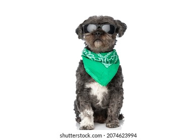 seated little metis dog wearing a green bandana and sunglasses on white background 