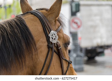 Seattle Police Department Working Horse For Mounted Force