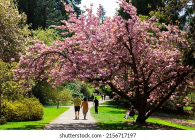 SEATTLE, UNITED STATES - May 01, 2022: A Cherry Blossom Tree In Bright Pink Casting A Shadow On The Park Trail On A Sunny Day