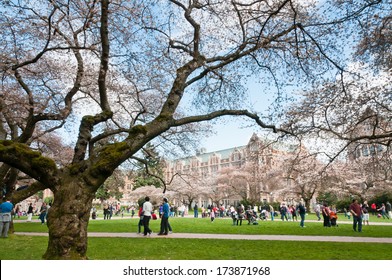 SEATTLE, WA - MARCH 24, 2012: People Among Yoshino Cherry Trees (Prunus X Yedoensis) And Collegiate Gothic Style Buildings On Liberal Arts Quad On University Of Washington Campus.