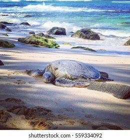 Seaturtle