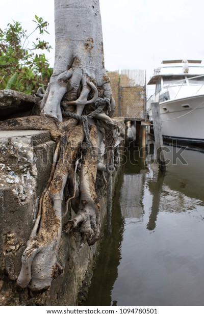 Seawall Tree Wagner Creek Spring Garden Stock Image Download Now