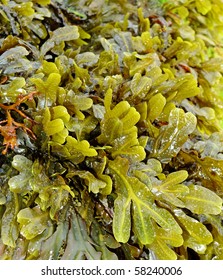 seaweed - Shutterstock ID 58240006