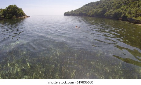 Seaweed