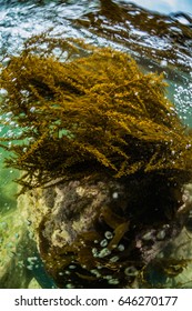Seaweed