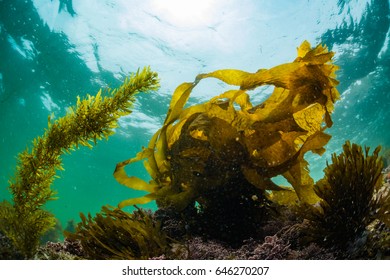 Seaweed - Shutterstock ID 646270207