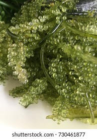 Seaweed