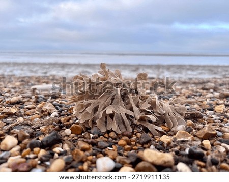 Seaweed amount the pebbles and shells