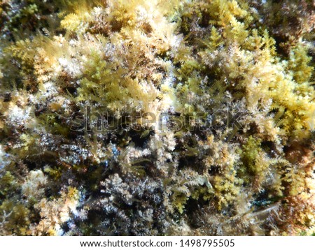 Seaweed bed in shallow Adriatic Sea