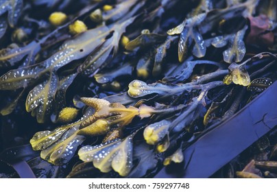 Seaweed bladder wrack