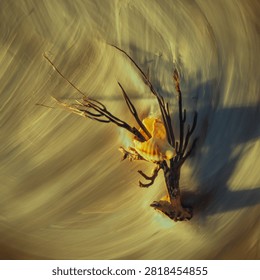 A seaweed and broken shell on the beach at sunrise