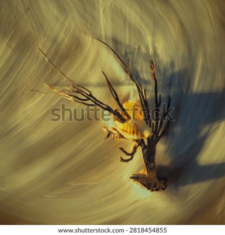 A seaweed and broken shell on the beach at sunrise