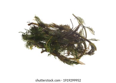 Seaweed Isolated On White Background