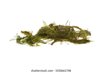 Seaweed Isolated On White Background