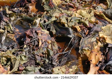 Seaweed And Kelp On Beach Rocks, Mount Desert Island, Acadia National Park, Seawall Maine