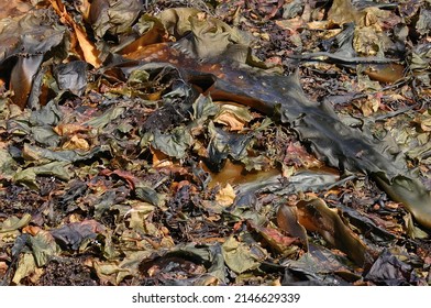 Seaweed And Kelp On Beach Rocks, Mount Desert Island, Acadia National Park, Seawall Maine