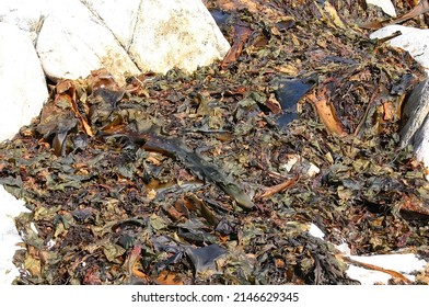 Seaweed And Kelp On Beach Rocks, Mount Desert Island, Acadia National Park, Seawall Maine