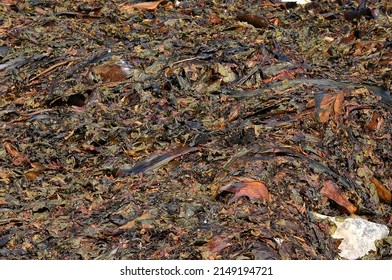 Seaweed And Kelp On Beach Rocks, Mount Desert Island, Acadia National Park, Seawall Maine