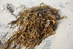 Seaweed. Seaweed Laying On The Beach. Kelp And Seaweed Washed Upon The Shore In Huntington Beach California. 