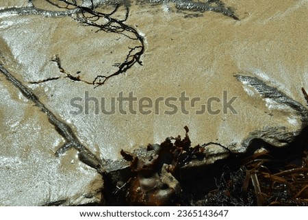 SEAWEED LAYING ON A WET SANDY COVERED ROCK BACKGROUND - Fine natural dark brown colored weed, closeup on an ocean beach with a rough wet fine grainy sand textured backdrop