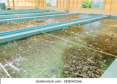 Seaweed Or Macro Algae Indoor Cultivation Farm 