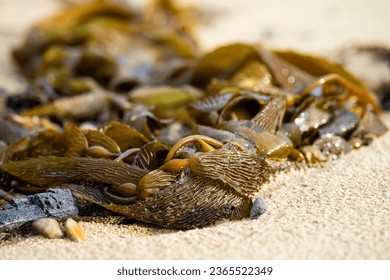 seaweed on beach in australia - Powered by Shutterstock