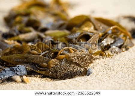seaweed on beach in australia