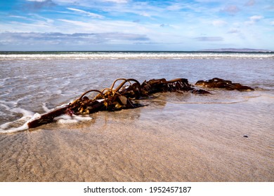 Seaweed on a beach in Portnoo County Donegal - Ireland - Shutterstock ID 1952457187
