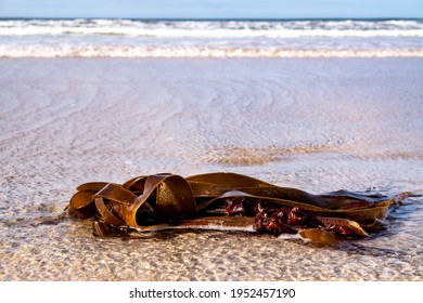 Seaweed on a beach in Portnoo County Donegal - Ireland - Shutterstock ID 1952457190