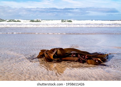 Seaweed on a beach in Portnoo County Donegal - Ireland - Shutterstock ID 1958611426