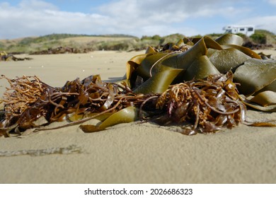 Seaweed On The Beach In Southern Ocean