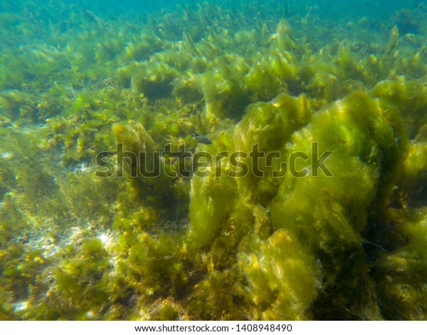 Seaweed on marine plants, underwater photo of\
tropical seashore. Mossy plant on coral reef. Phytoplankton\
undersea. Tropic seashore landscape with sea weed. Clean seawater\
pollution. Marine ecolo