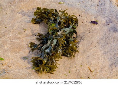 Seaweed on the sand at the beach - Shutterstock ID 2174012965